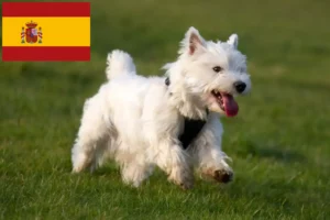 Read more about the article Westie breeders and puppies in Spain