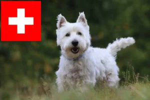 Read more about the article Westie breeders and puppies in Switzerland