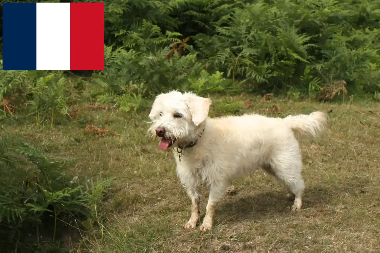 Read more about the article Westiepoo breeders and puppies in France