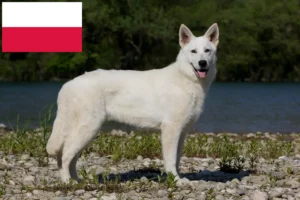 Read more about the article White Swiss Shepherd Dog Breeder and Puppies in Poland