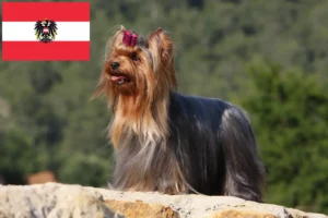 Read more about the article Yorkshire Terrier breeders and puppies in Austria