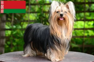 Read more about the article Yorkshire Terrier breeders and puppies in Belarus