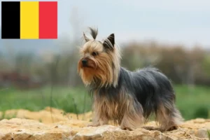 Read more about the article Yorkshire Terrier breeders and puppies in Belgium