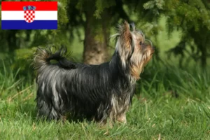 Read more about the article Yorkshire Terrier breeders and puppies in Croatia