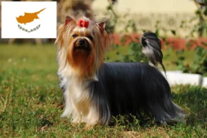 Read more about the article Yorkshire Terrier breeders and puppies in Cyprus