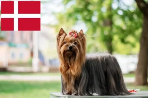 Read more about the article Yorkshire Terrier breeders and puppies in Denmark