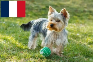 Read more about the article Yorkshire Terrier breeders and puppies in France