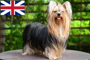 Read more about the article Yorkshire Terrier Breeders and Puppies in Great Britain