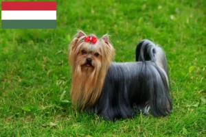 Read more about the article Yorkshire Terrier breeders and puppies in Hungary