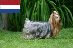 Read more about the article Yorkshire Terrier breeders and puppies in Netherlands