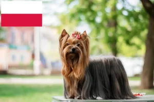 Read more about the article Yorkshire Terrier breeders and puppies in Poland