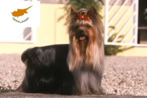 Read more about the article Yorkshire Terrier breeders and puppies in Republic of Cyprus