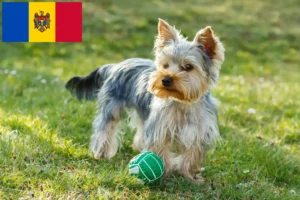Read more about the article Yorkshire Terrier breeders and puppies in Moldova