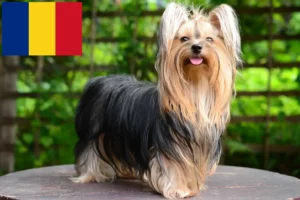 Read more about the article Yorkshire Terrier breeders and puppies in Romania