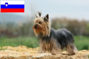 Read more about the article Yorkshire Terrier breeders and puppies in Slovenia