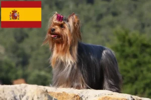 Read more about the article Yorkshire Terrier breeders and puppies in Spain