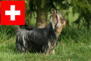 Read more about the article Yorkshire Terrier breeders and puppies in Switzerland