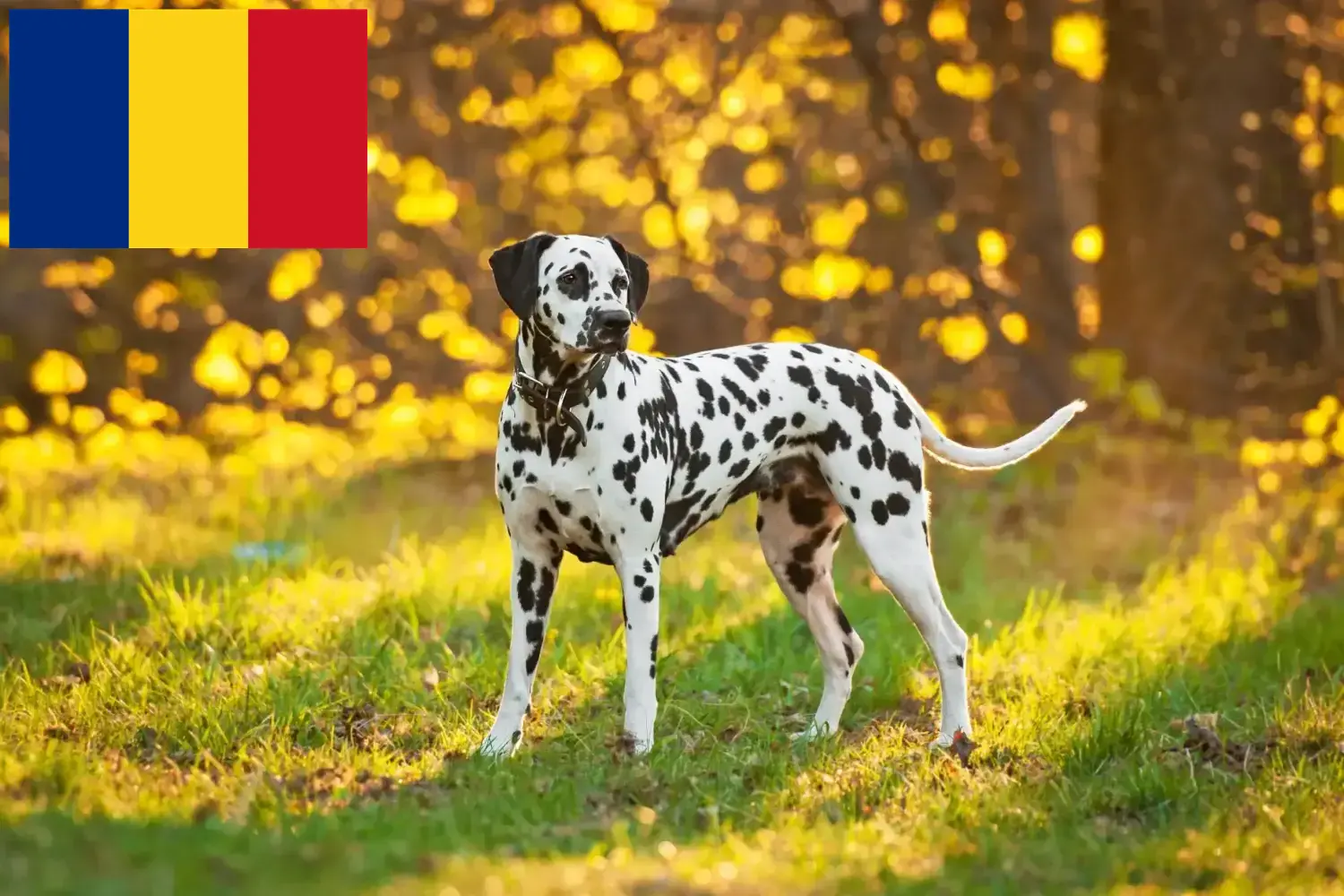Dalmatian puppies and breeders Romania Find Dalmatian breeders in Romania here.