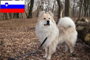 Read more about the article Eurasier breeders and puppies in Slovenia