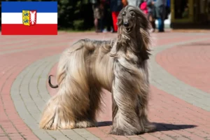 Read more about the article Afghan greyhound breeders and puppies in Schleswig-Holstein