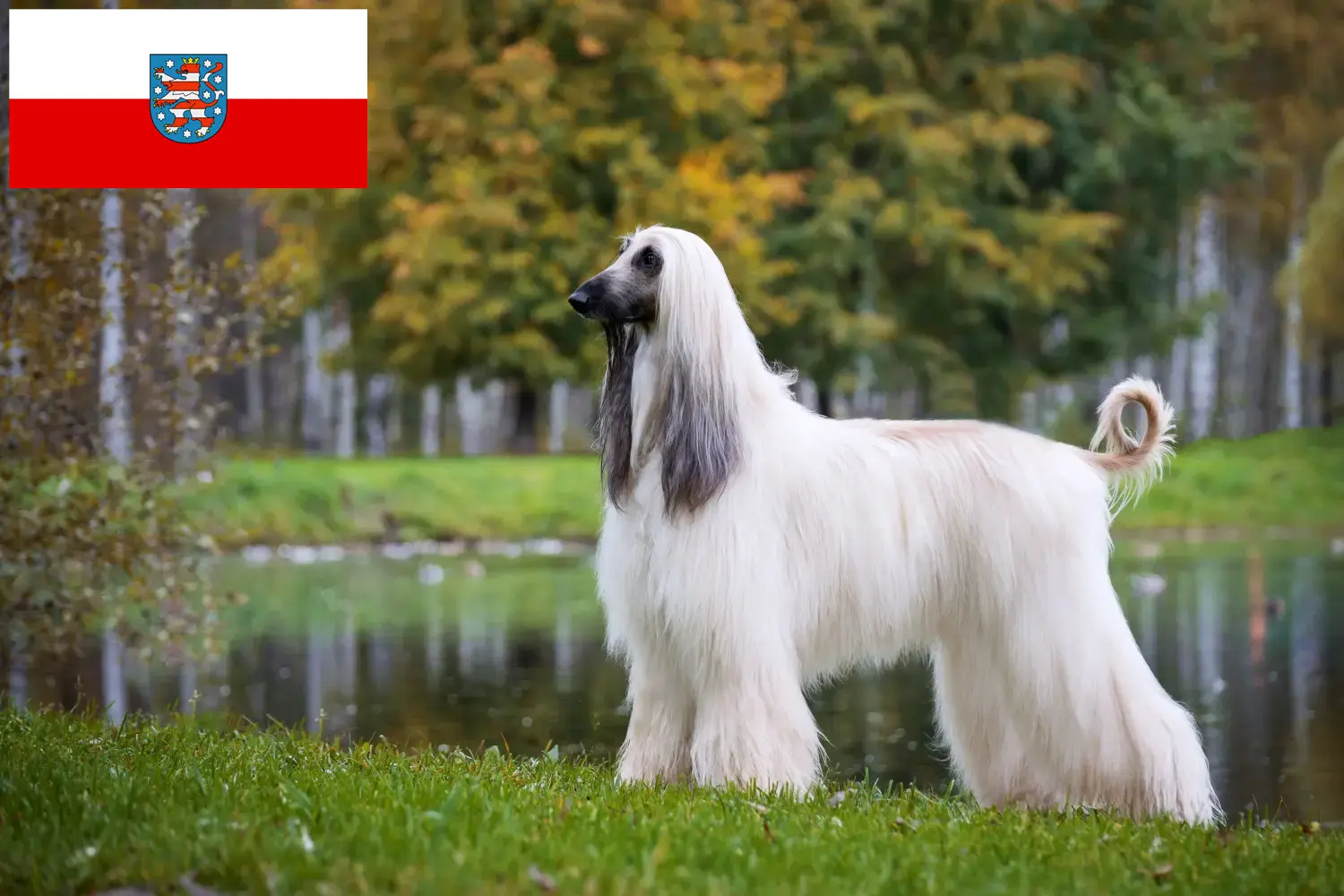 Read more about the article Afghan greyhound breeders and puppies in Thuringia