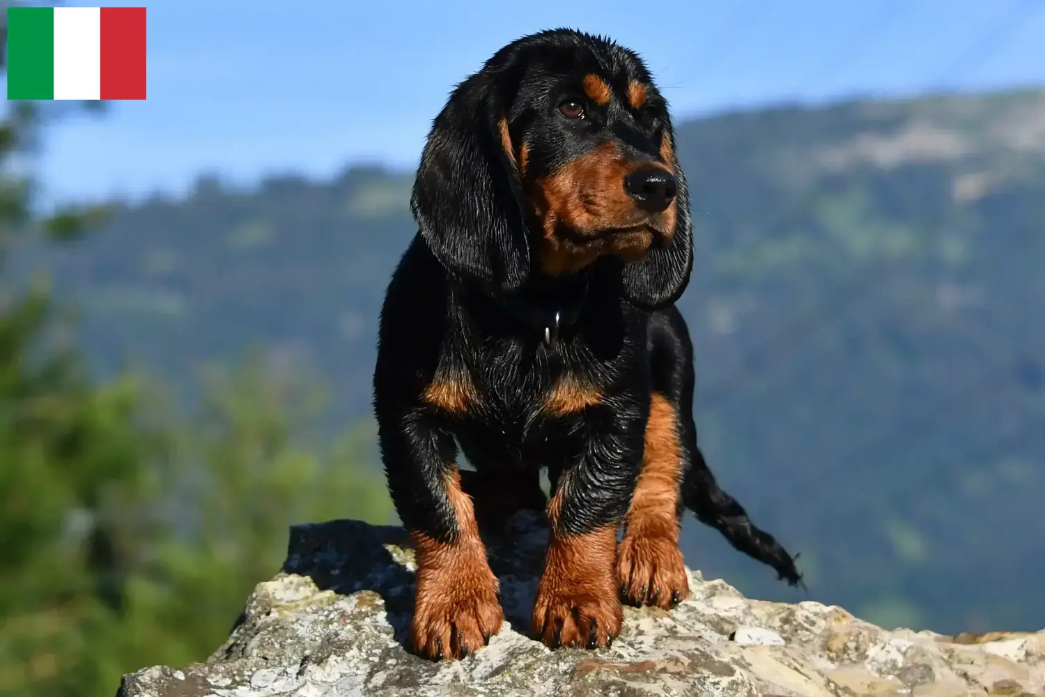 Alpine Dachsbracke puppies and breeders Italy Here you can find Alpine Dachsbracken breeders in Italy.