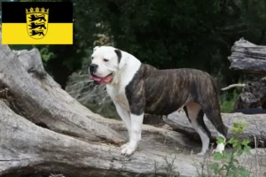 Read more about the article American Bulldog breeders and puppies in Baden-Württemberg