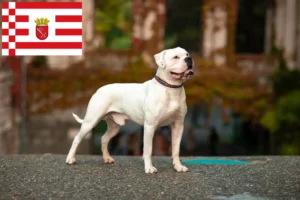 Read more about the article American Bulldog breeders and puppies in Bremen