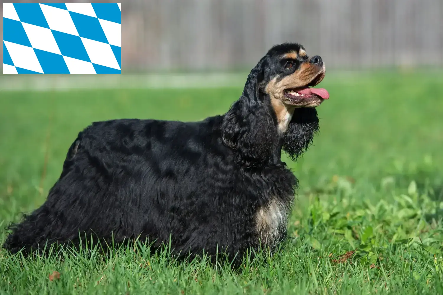 American Cocker Spaniel puppies and breeders Bavaria Here you can find American Cocker Spaniels breeders in Bavaria.