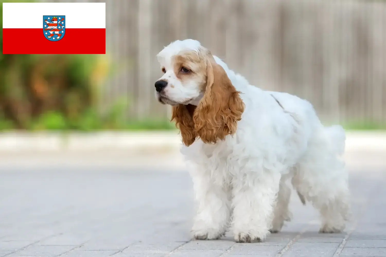 American Cocker Spaniel puppies and breeders Thuringia Here you can find American Cocker Spaniels breeders in Thuringia.