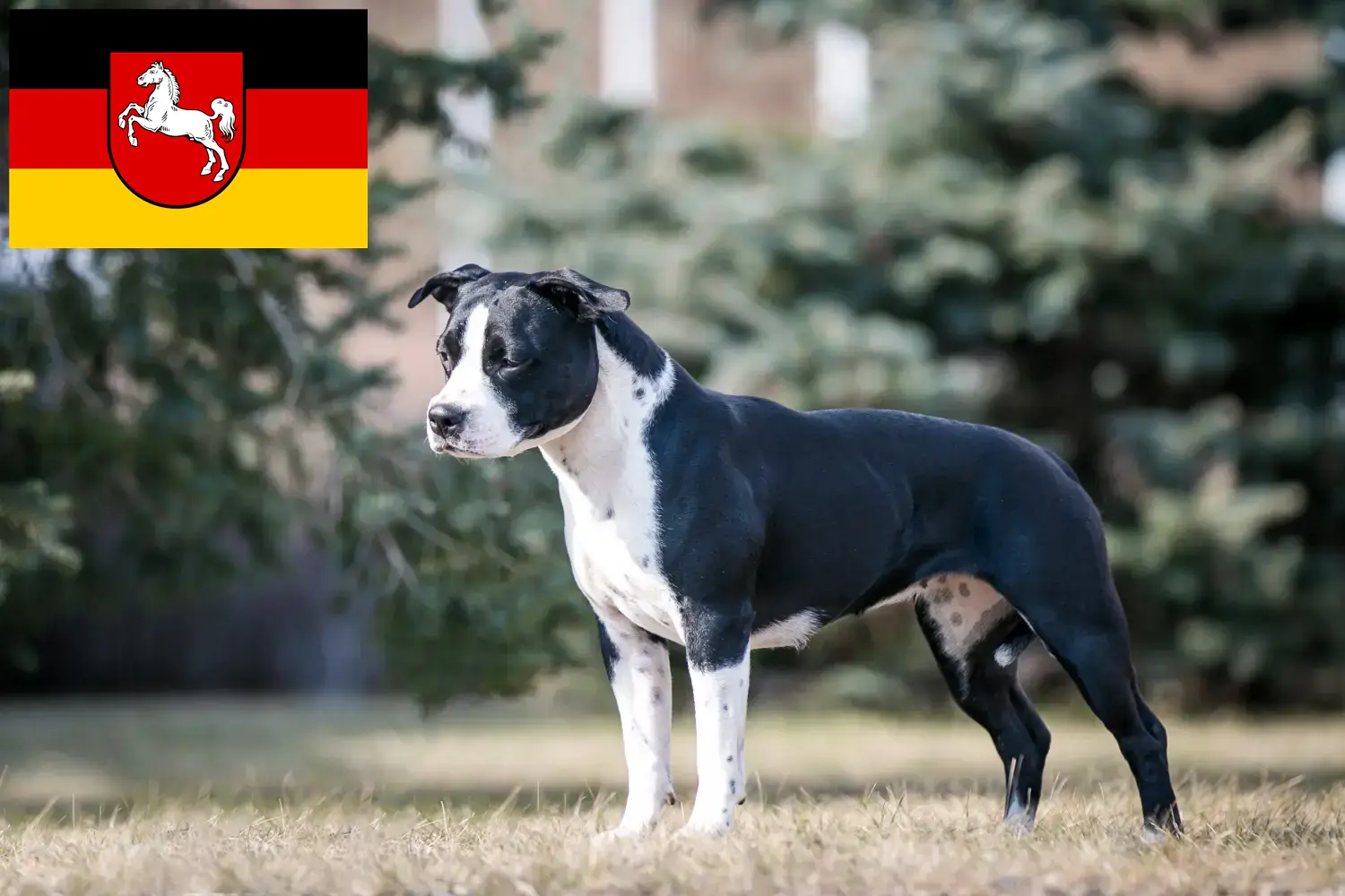 American Staffordshire Terrier puppies and breeders Lower Saxony Here you can find American Staffordshire Terrier breeders in Lower Saxony.