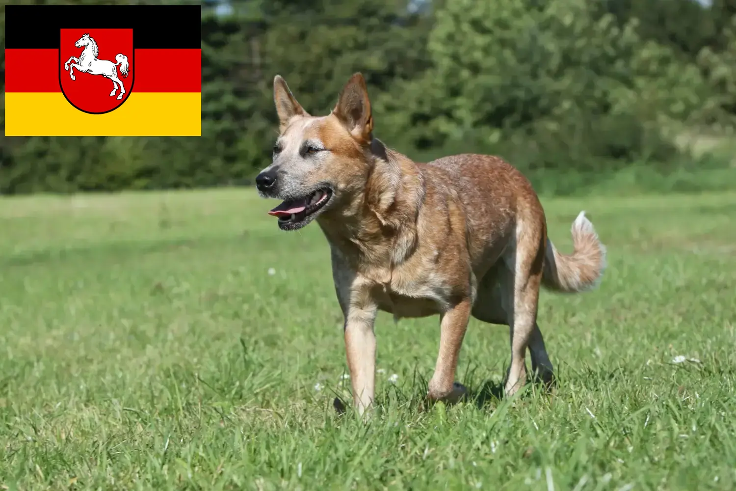 Australian Cattle Dog puppies and breeders Lower Saxony Here you can find Australian Cattle Dogs breeders in Lower Saxony.