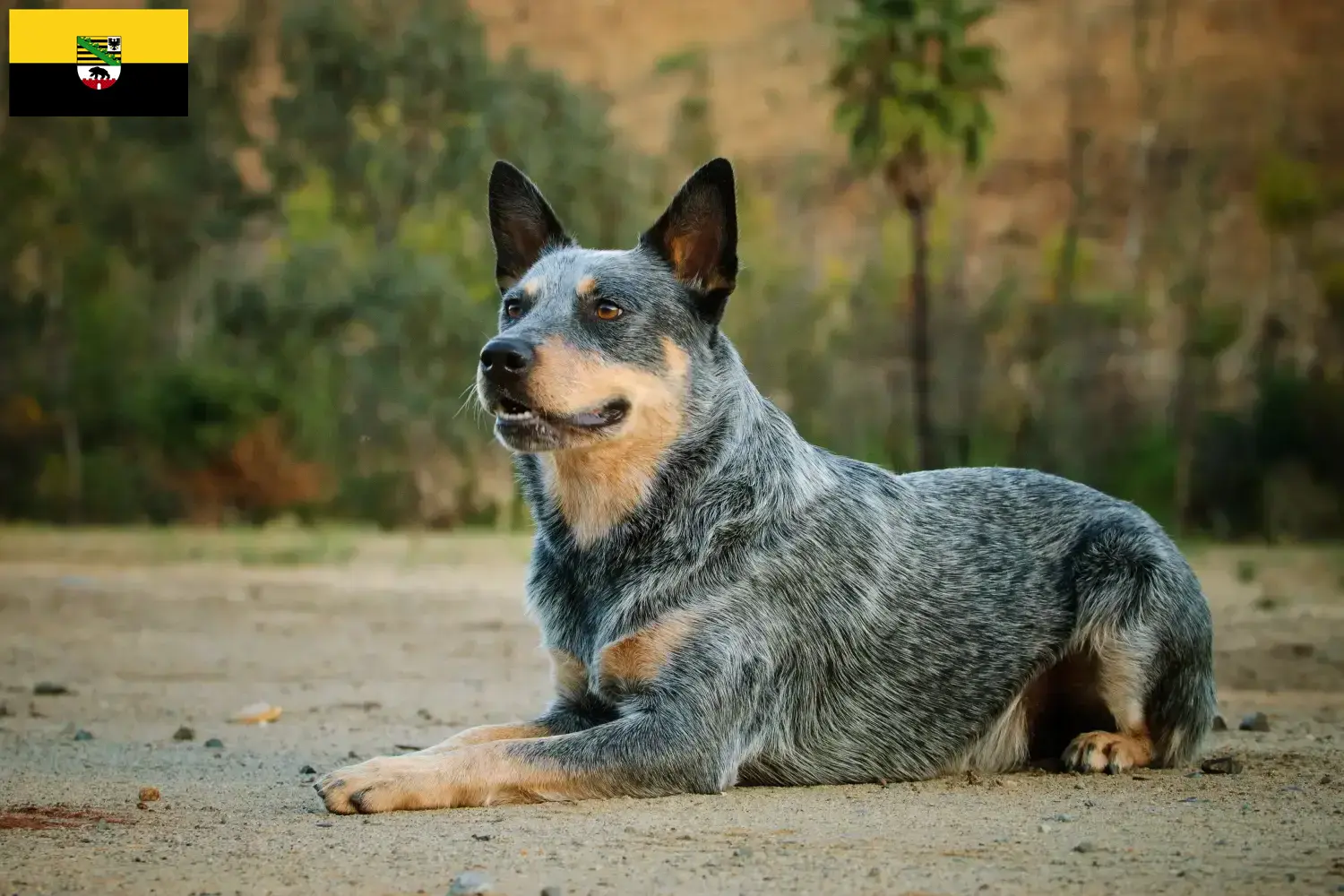 Australian Cattle Dog puppies and breeders Saxony-Anhalt Here you can find Australian Cattle Dogs breeders in Saxony-Anhalt.