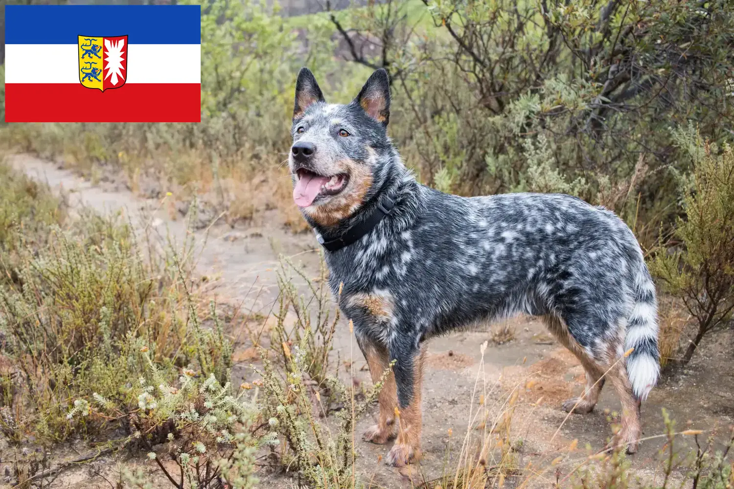 Australian Cattle Dog puppies and breeders Schleswig-Holstein Here you can find Australian Cattle Dogs breeders in Schleswig-Holstein.