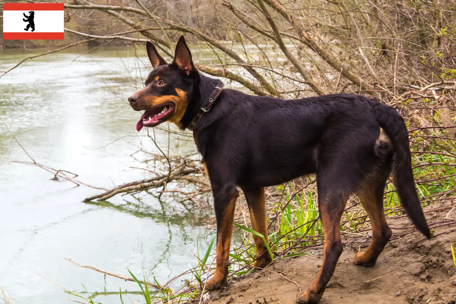 Australian Kelpie puppies and breeders Berlin Find Australian Kelpies breeders in Berlin here.