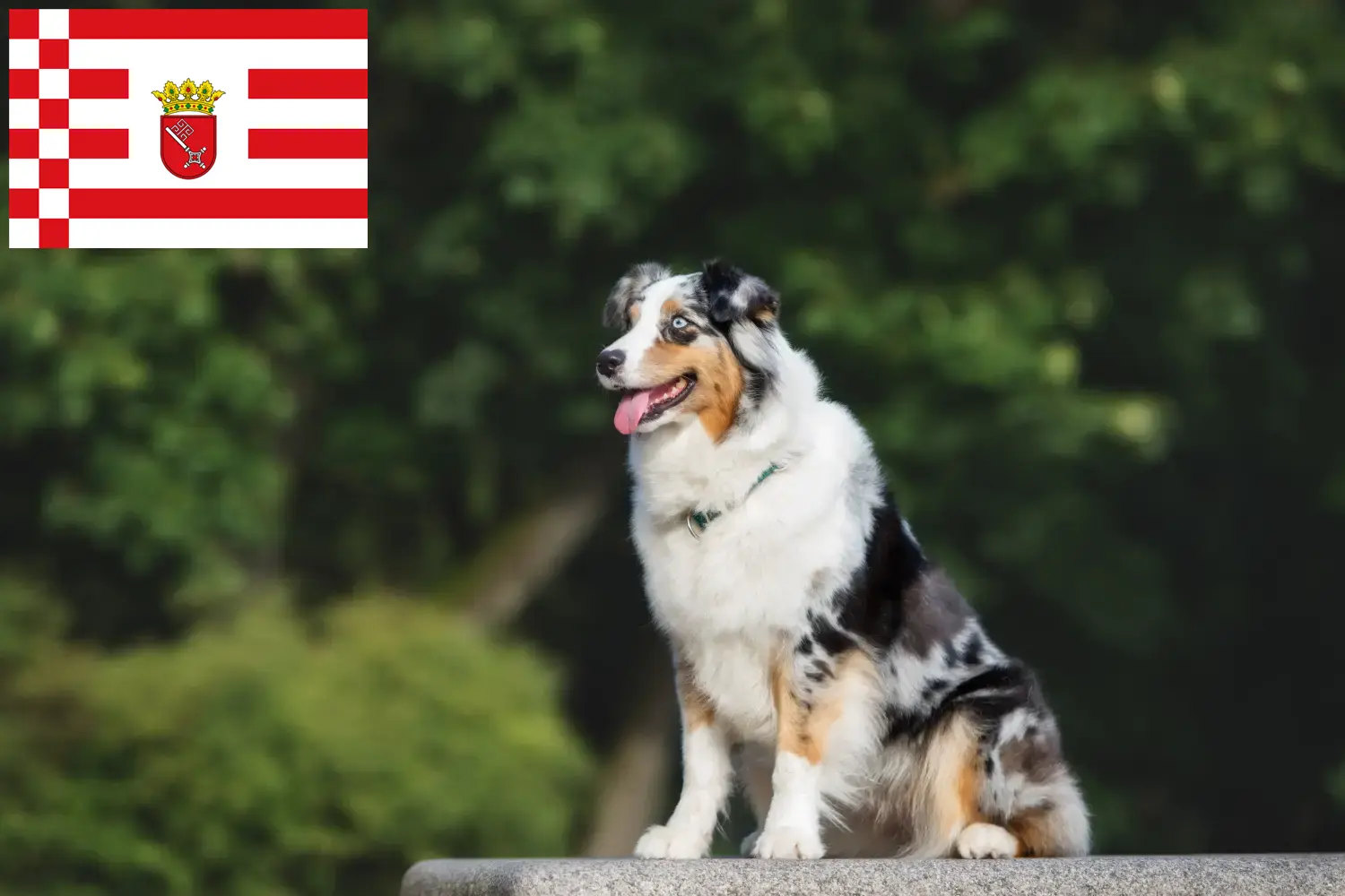 Australian Shepherd puppies and breeders Bremen Find Australian Shepherds breeders in Bremen here.