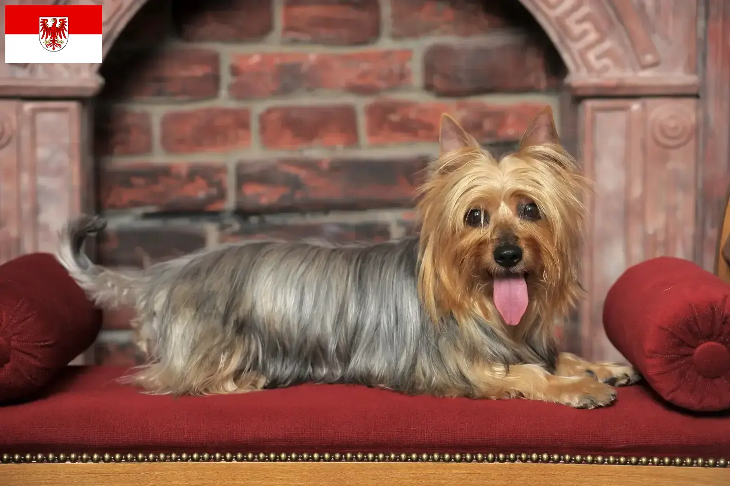 Read more about the article Australian Silky Terrier breeders and puppies in Brandenburg