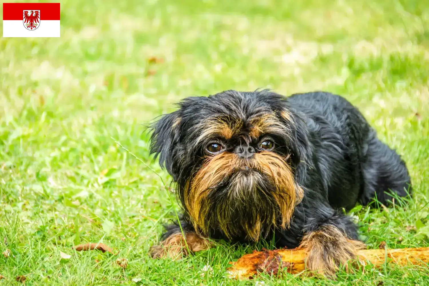 Belgian Dwarf Griffon puppies and breeder Brandenburg Here you can find Belgian Dwarf Griffon breeders in Brandenburg.