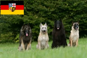 Read more about the article Belgian Shepherd Dog Breeder and Puppies in Saarland