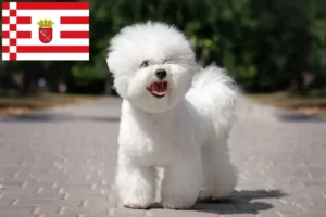 Read more about the article Bichon Frisé breeders and puppies in Bremen