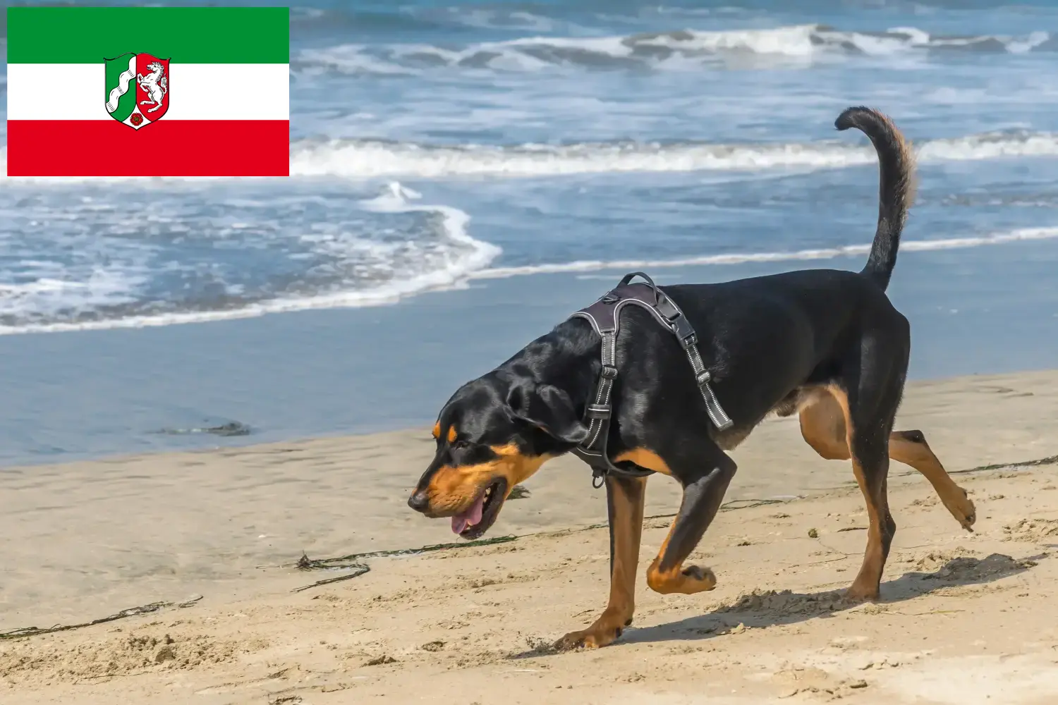 Read more about the article Black and Tan Coonhound breeders and puppies in North Rhine-Westphalia