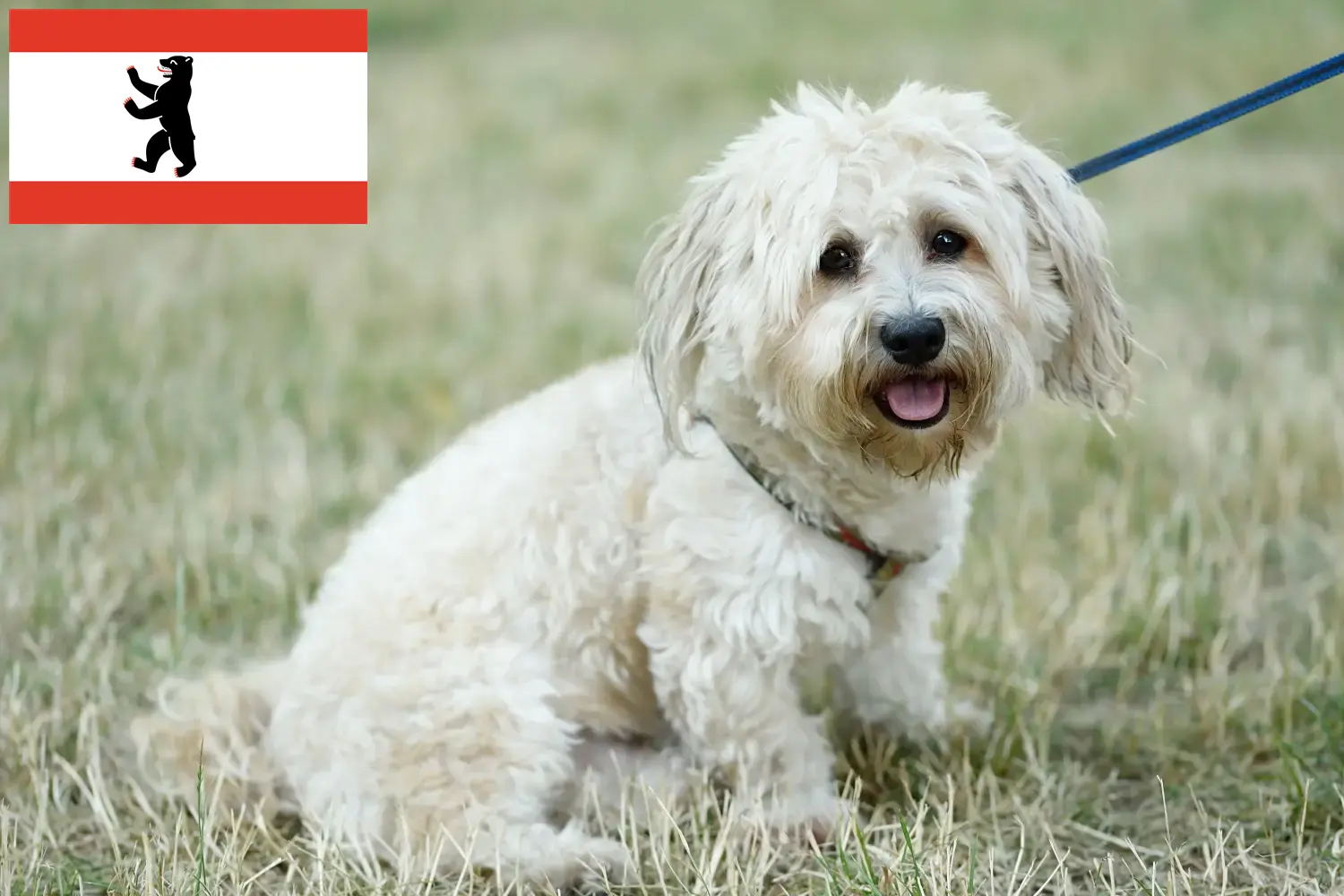 Bolognese puppies and breeders Berlin Here you can find Bolognese breeders in Berlin.