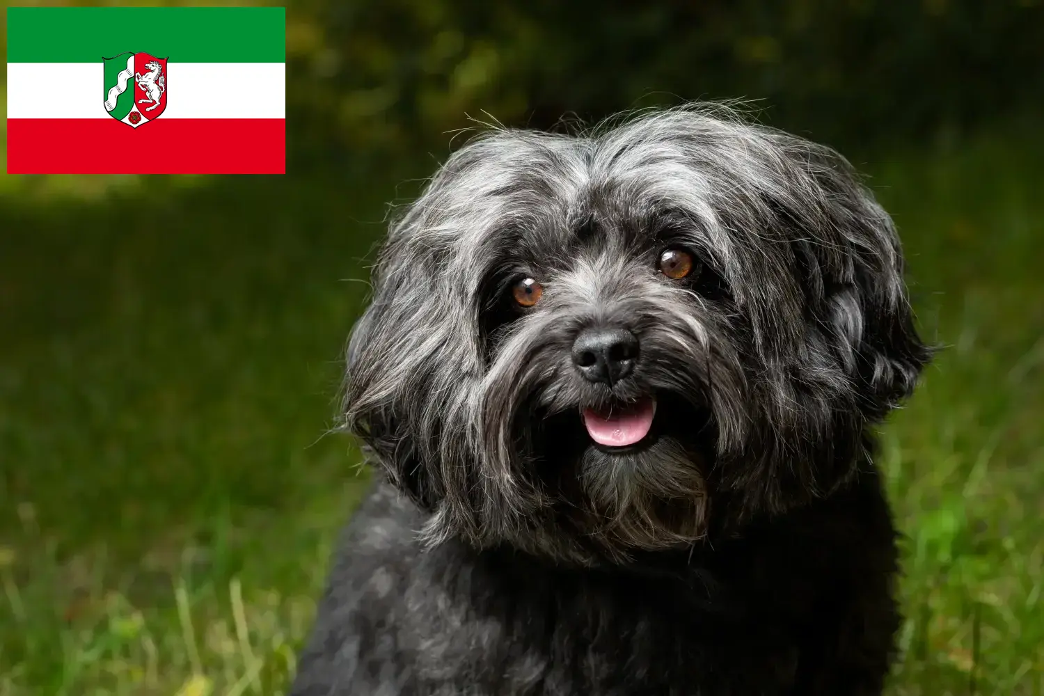 Bolonka Zwetna puppies and breeders North Rhine-Westphalia Here you can find Bolonka Zwetnas breeders in North Rhine-Westphalia.