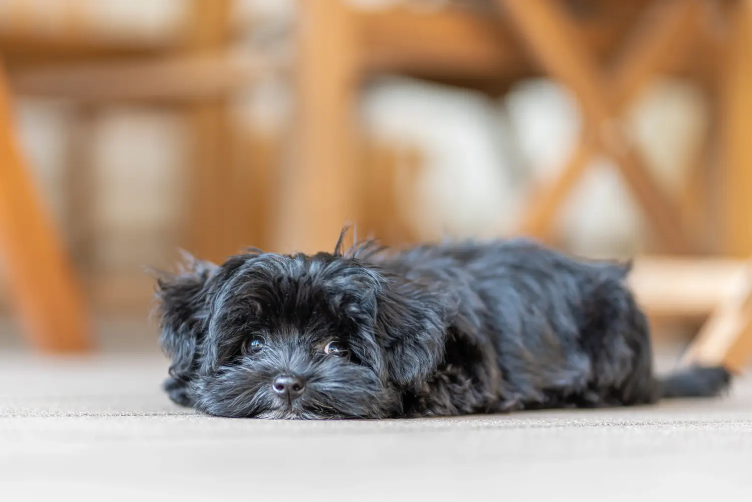 Buying a Bolonka Zwetna puppy means taking responsibility! Buy Bolonka Zwetna puppies.