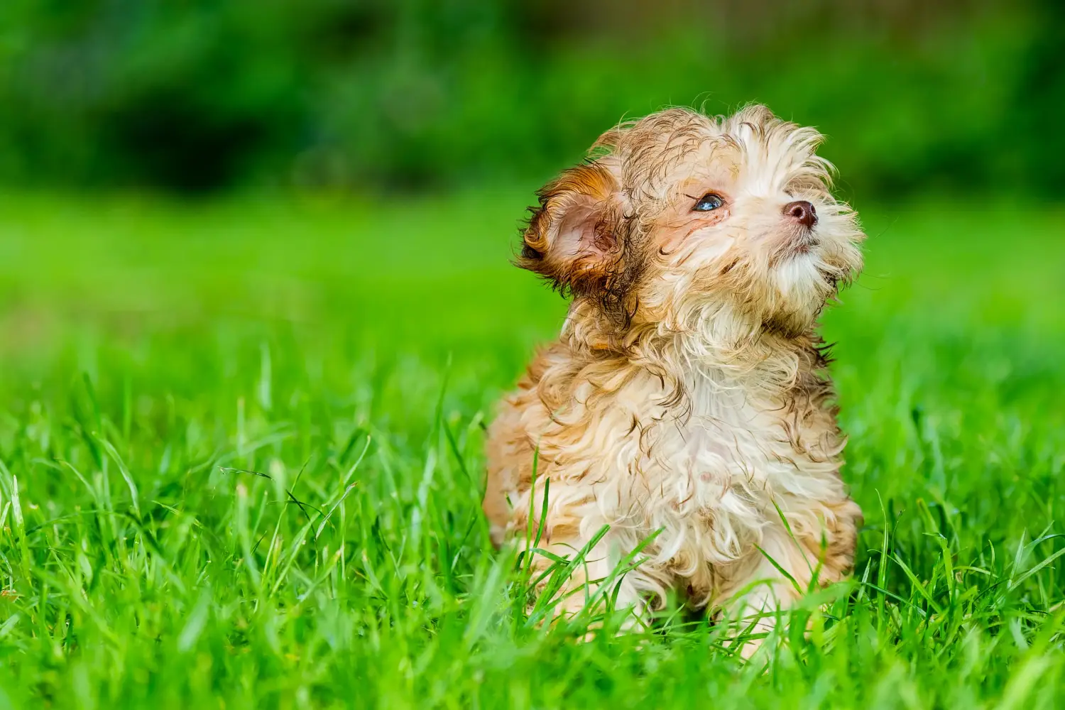 Buying a Bolonka Zwetna puppy means taking responsibility! Buy Bolonka Zwetna puppies.