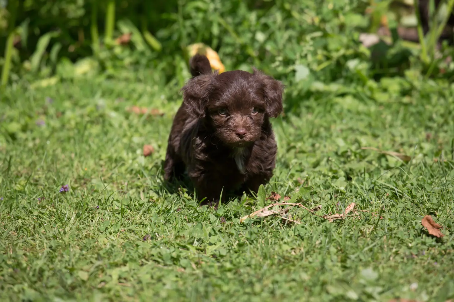Buying a Bolonka Zwetna puppy means taking responsibility! Buy Bolonka Zwetna puppies.