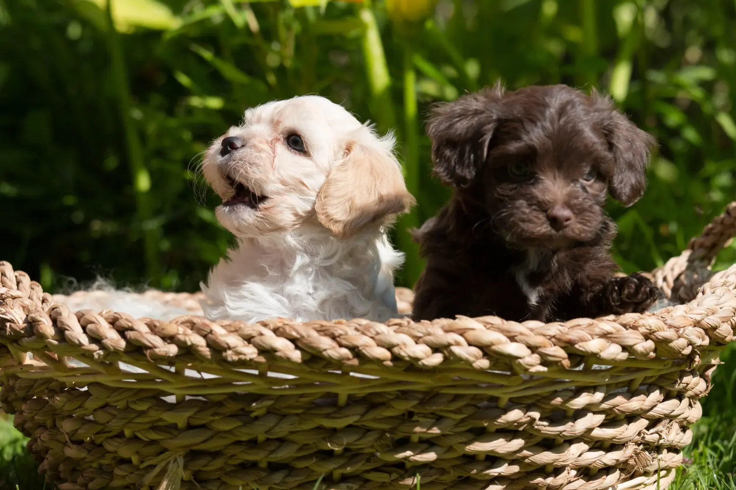 Buying a Bolonka Zwetna puppy means taking responsibility! Buy Bolonka Zwetna puppies.