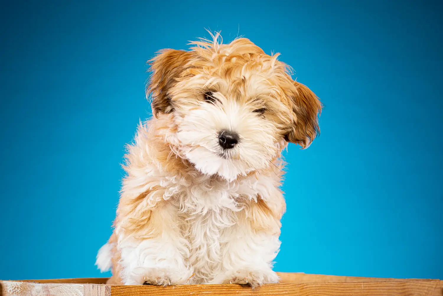 Buying a Bolonka Zwetna puppy means taking responsibility! Buy Bolonka Zwetna puppies.