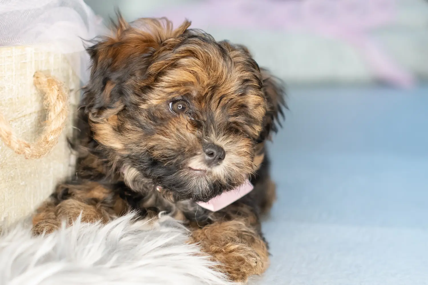 Buying a Bolonka Zwetna puppy means taking responsibility! Buy Bolonka Zwetna puppies.