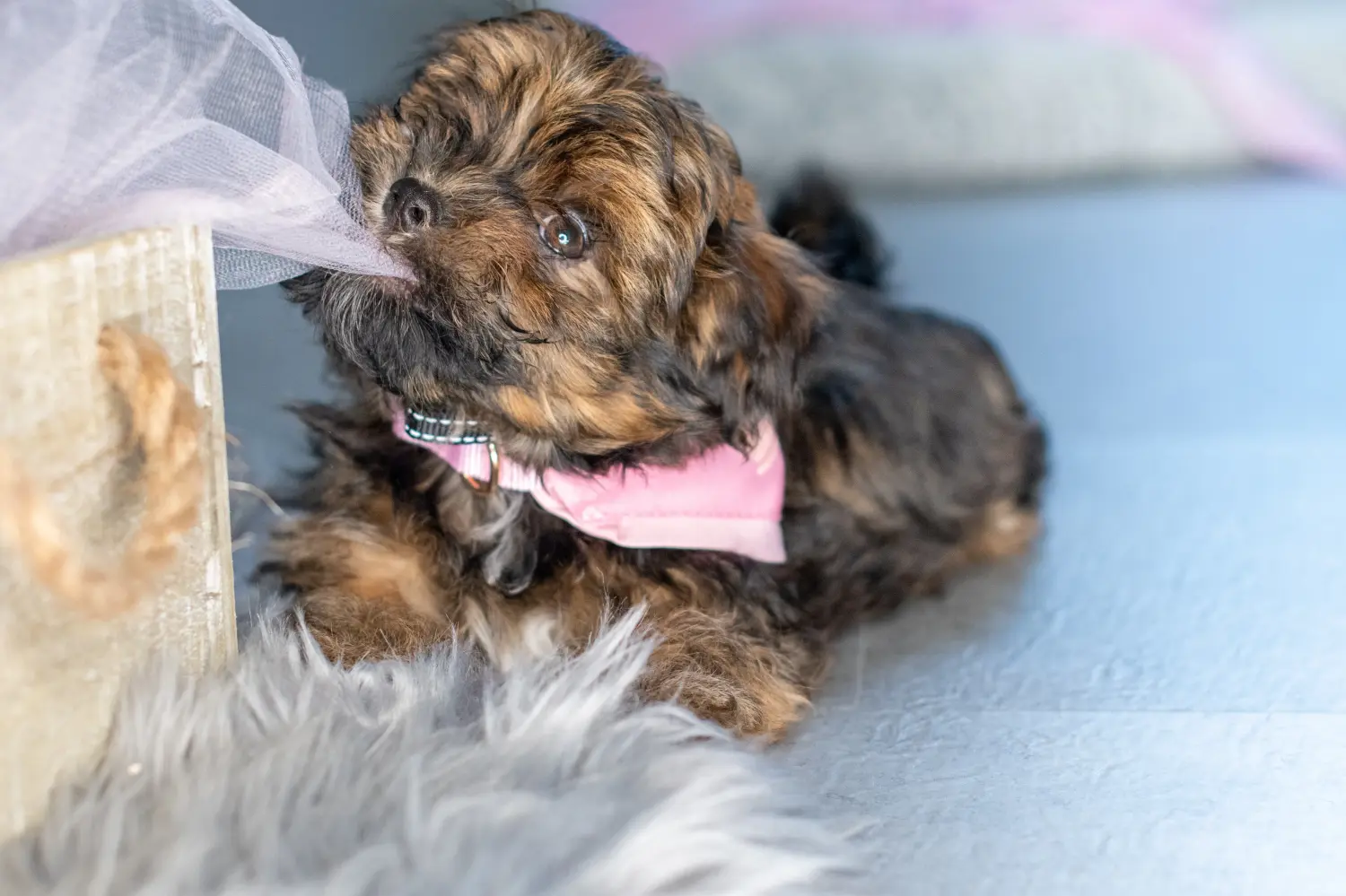 Buying a Bolonka Zwetna puppy means taking responsibility! Buy Bolonka Zwetna puppies.